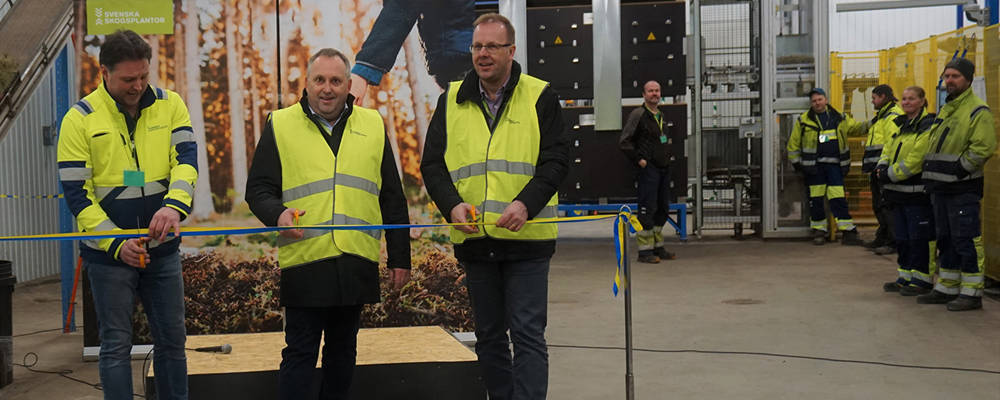 Svenska Skogsplantors affärsområdeschef Anders Nilsson, mitten, klipper band och inviger plantskolans nya conniflexlinje tillsammans med platschef Peter Forsberg t.v och Ludvika kommunstyrelses v. ordförande HåGe Persson t.h.